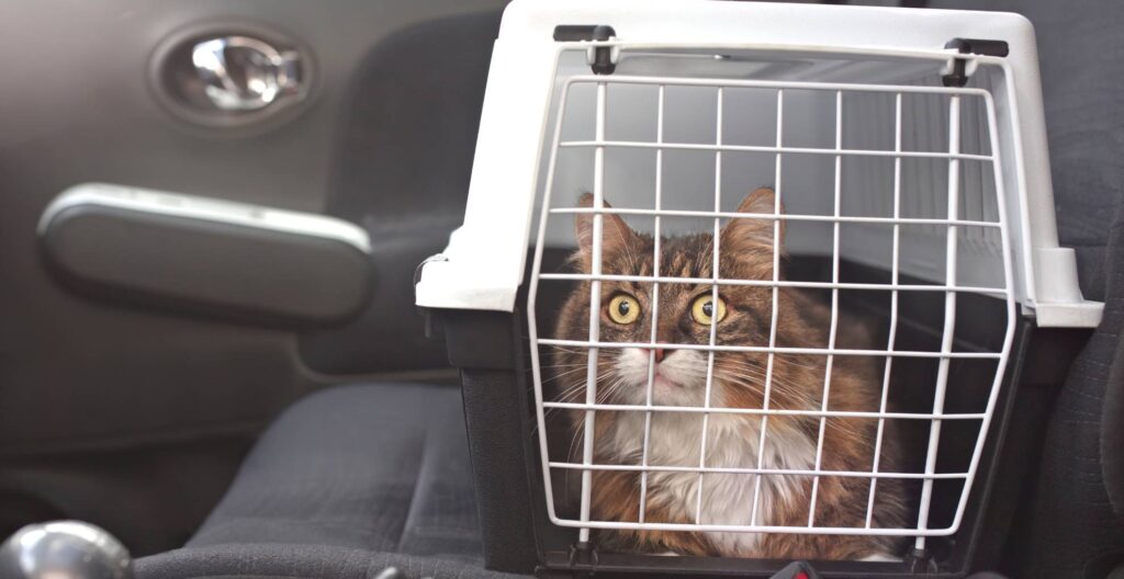 Jak przewozić kota w aucie