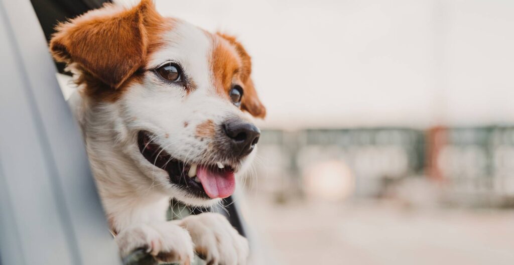 Jak przewozić zwierzęta samochodem